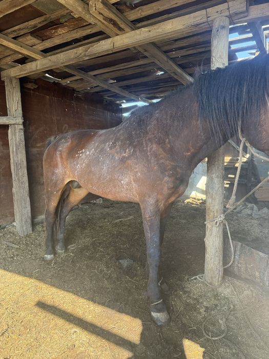 5 жасар Айғыр жуас