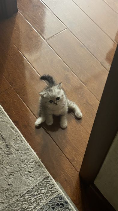 породистый котенок