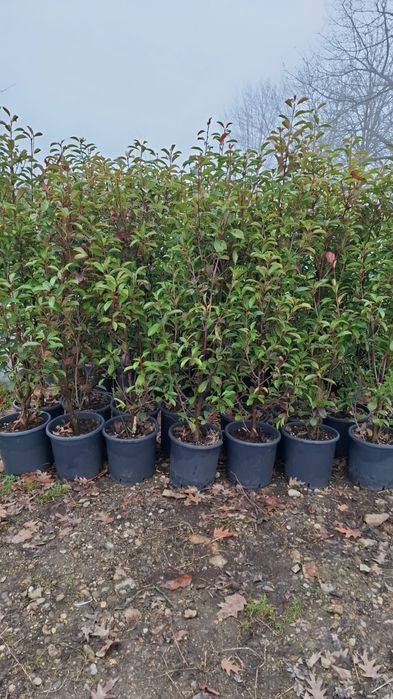 Mesteacan  betula pendula copaci