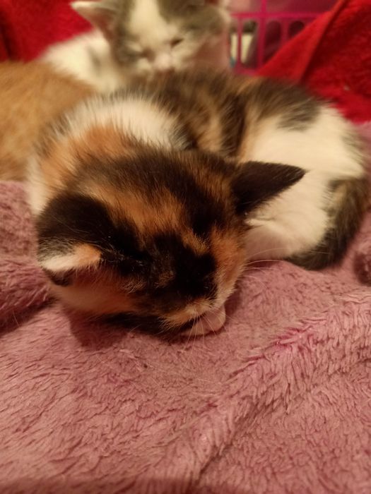 Кошка бесплатно.