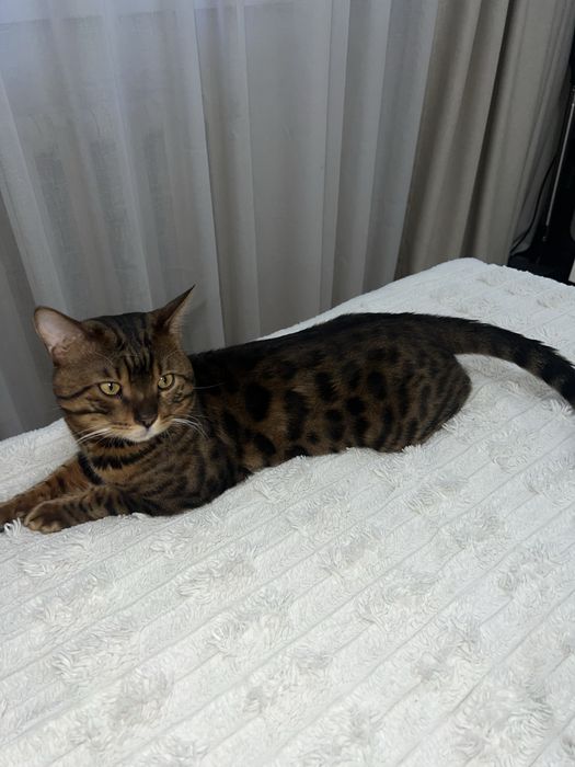 Кот бенгал для спаривания