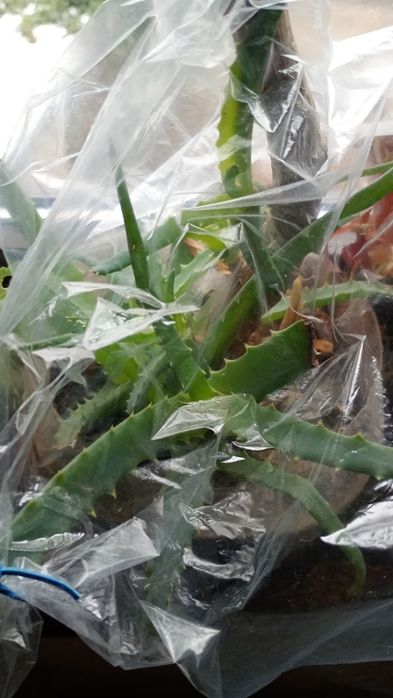 vand planta de aloe verra de 70 cm