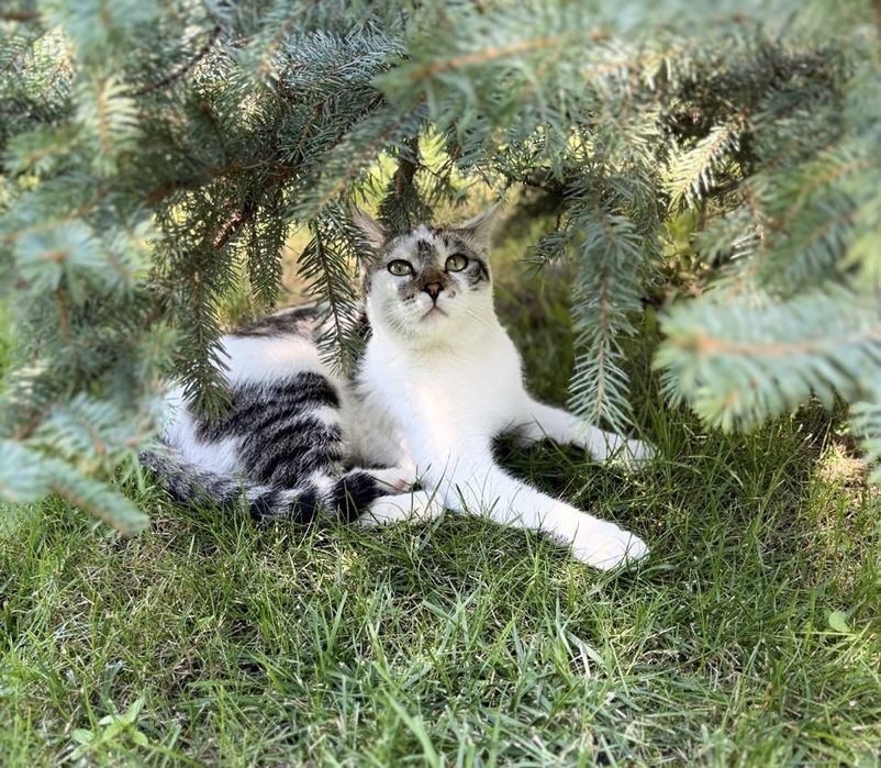 Отдам кастрированного кота   в добрые руки