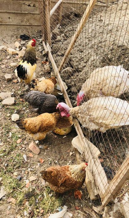 Брама ва бик6 товук, куркалар сотилади