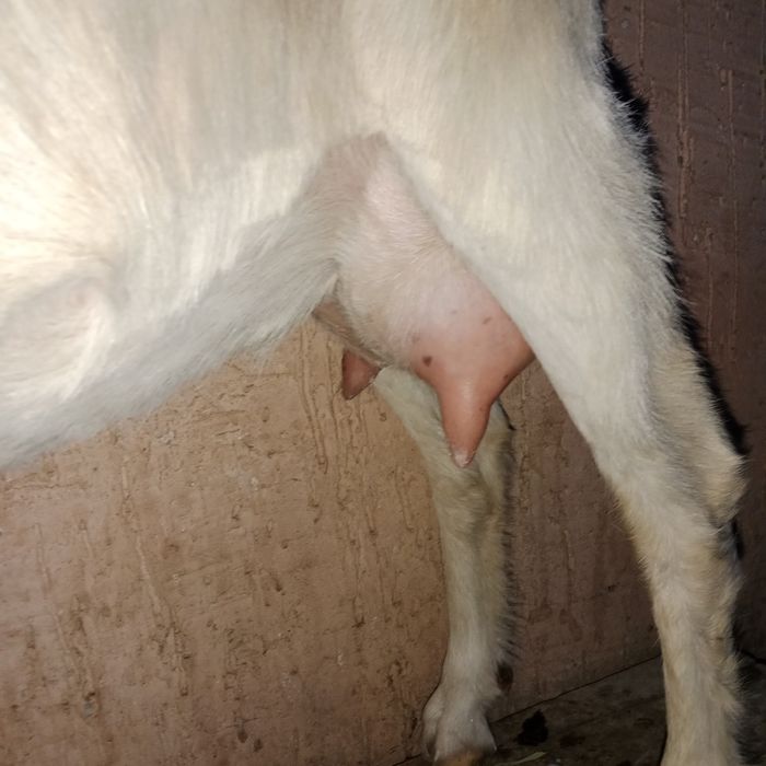 Орыс ешкі сатылады