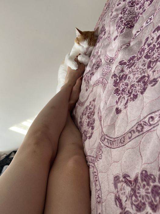 Кот , примерно 2,5 года