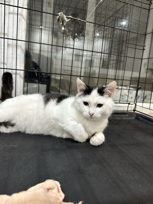 Пристраивается очень милый котенок!7 мес