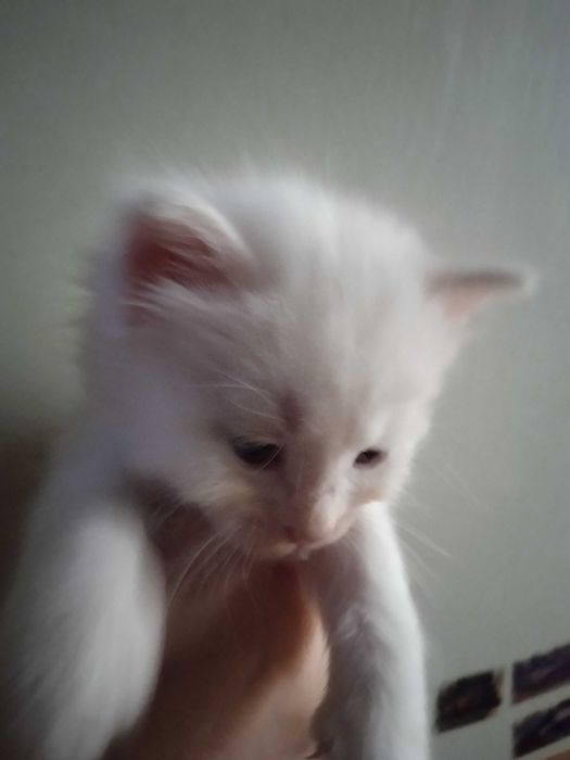 Белые пушистики ангорки, 40 дней.