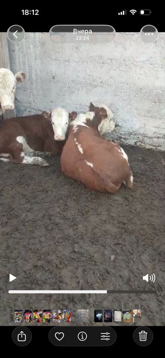 Подсос бұзаулар сатылады