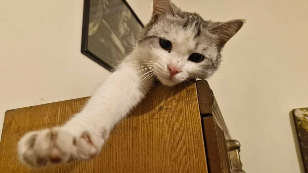 Кот тигр-альбинос