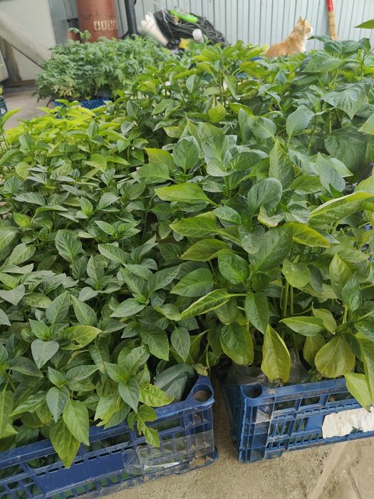 Продам закалённую рассаду