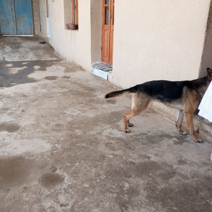 Немецкий афчарка 2 йош еркака кеган куйсагиз тугати айол кучук