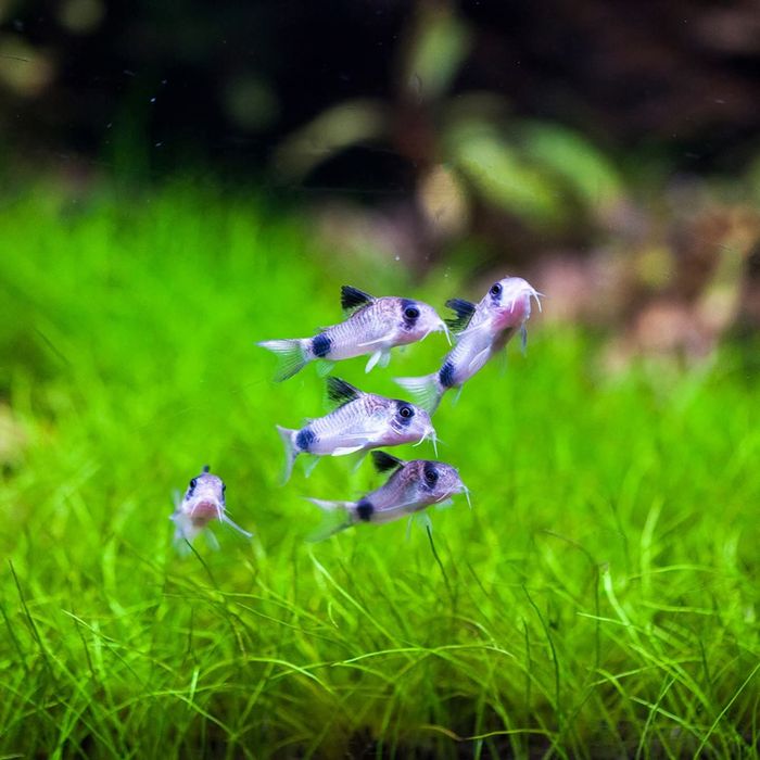 Pesti acvariu Corydoras panda