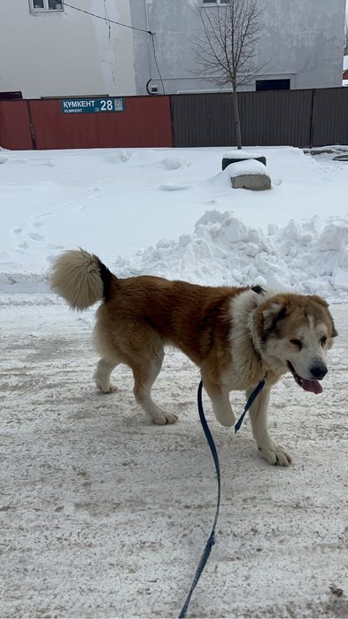 На вязку Кобели. Сао.