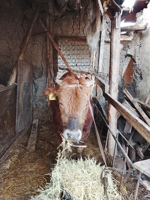 Buqacha sotiladi soglom eb ichishi yshsh i