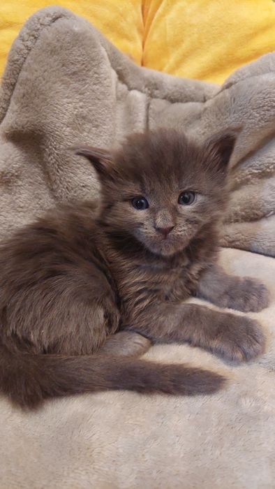 Мальчик Мейн-кун  15 дней