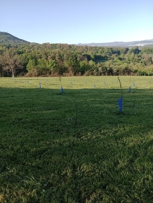 Косене на тревни площи