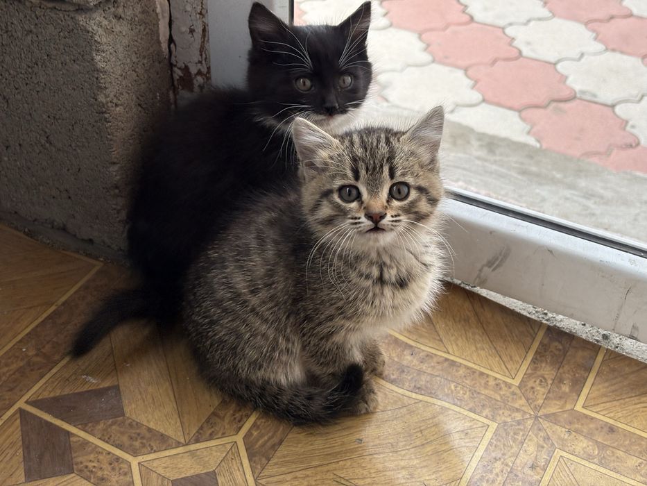 Котята в добрые руки: мальчик и девочка