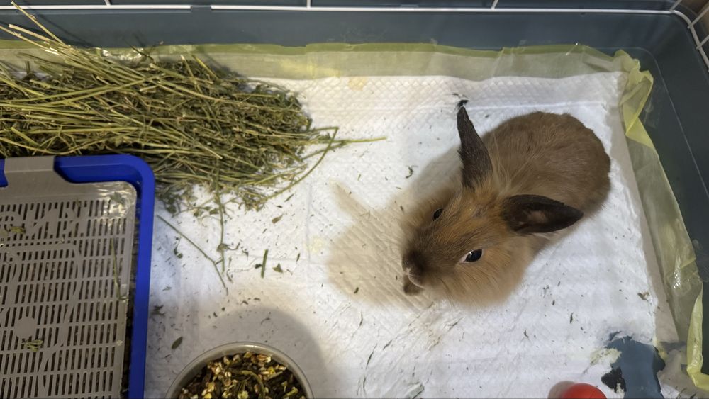 Декоративный кролик