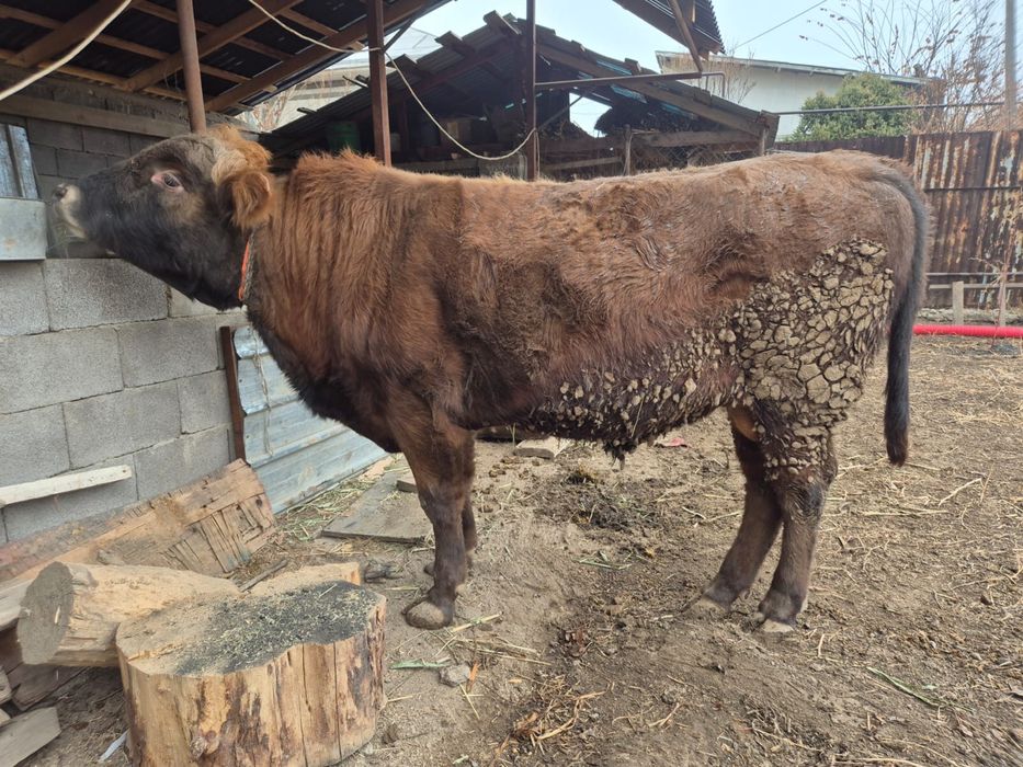 Мясо Байланган сиыр ети 3500 кг