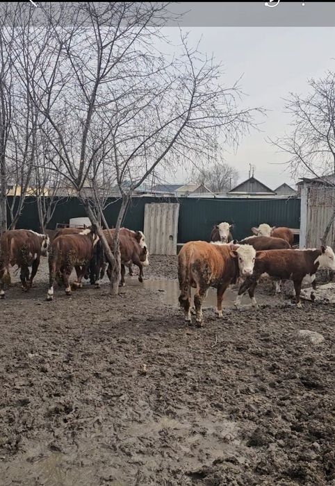 Бука подсос 1 жастар ак бас