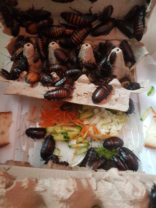 мадагаскарские шипящие тараканы