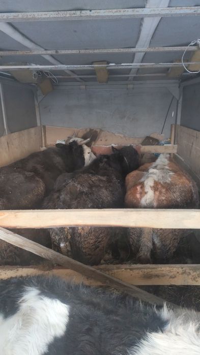 Перевозка скотов