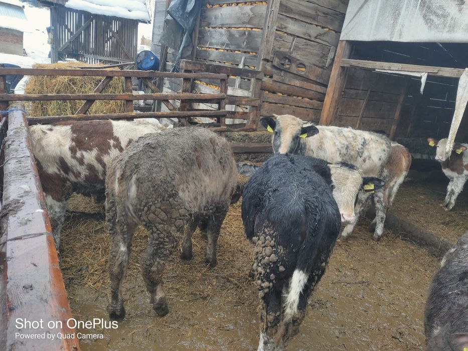 Vind.taurasi și vitele