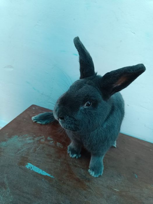 Vienez Albastru  mascul