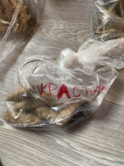 Георгины высокие