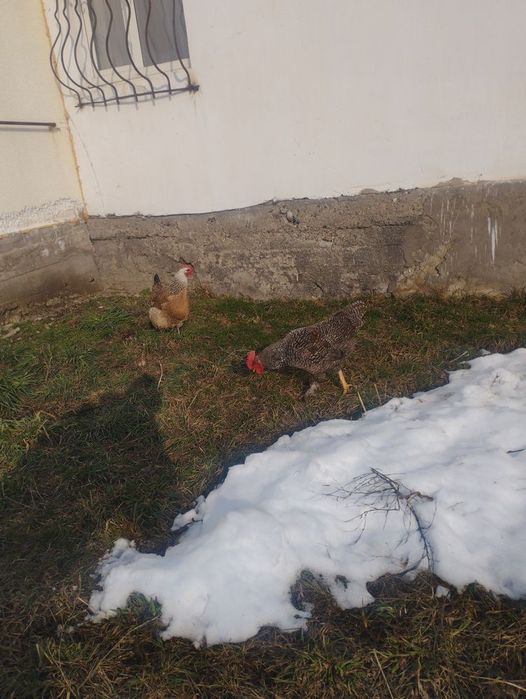 Породыстый қораз 7айлық