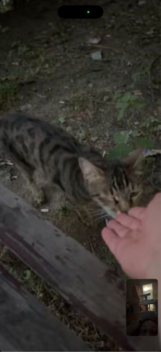 Найден/замечен кот, Алматы, Саина Толеби