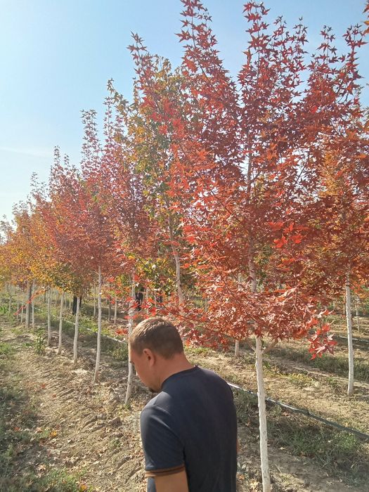 Клен краснолисный