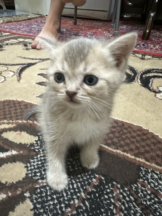 Котята шатландцы