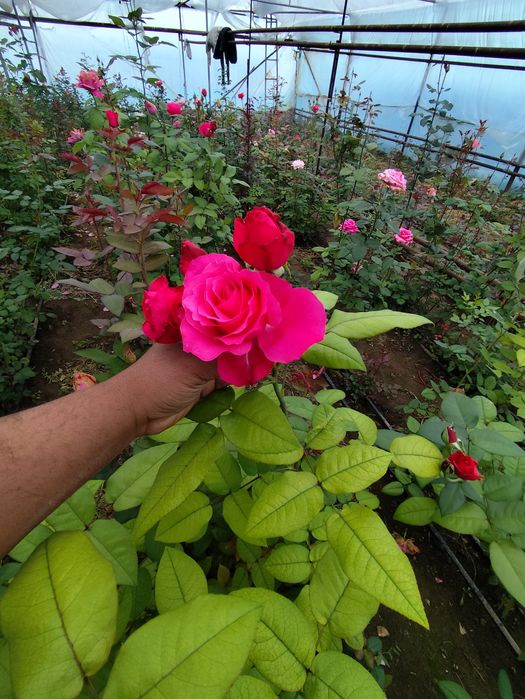 Цветы Гүл көшеттері сатылады