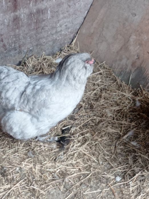 Продаются домашние яйца на инкубацию