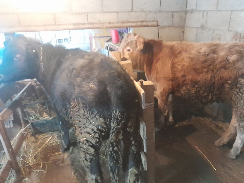 Продам Бычков по 9месец