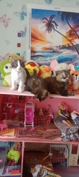 Котята ищут семью