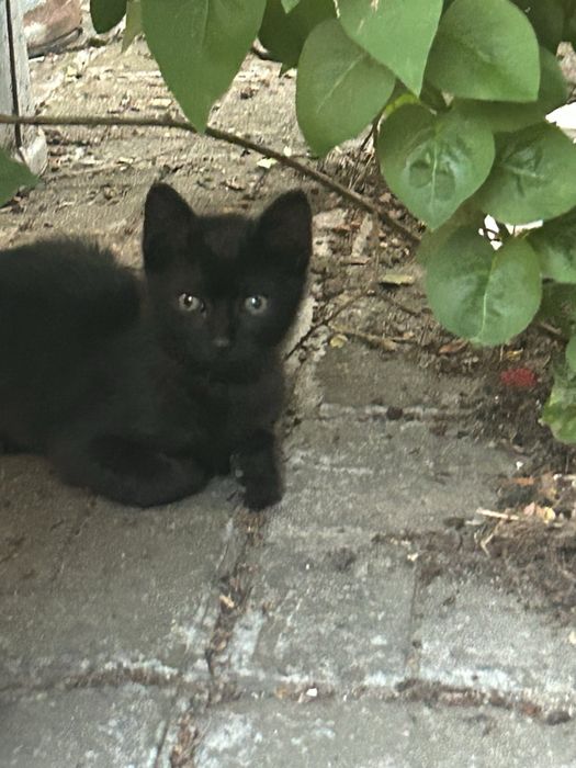 Котета търсят дом