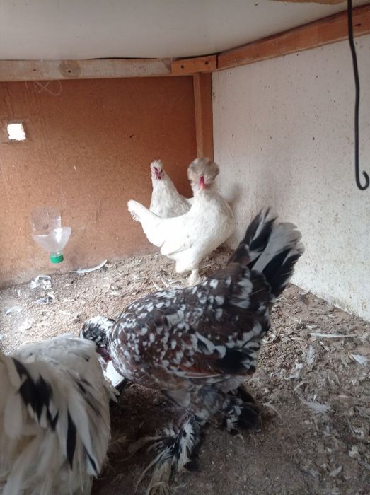 Карис японлар сотилади