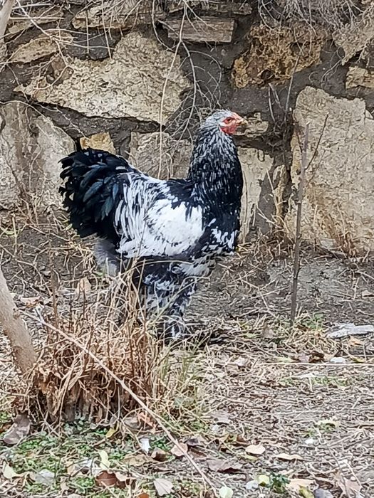 Brama xoʻroz sotiladi