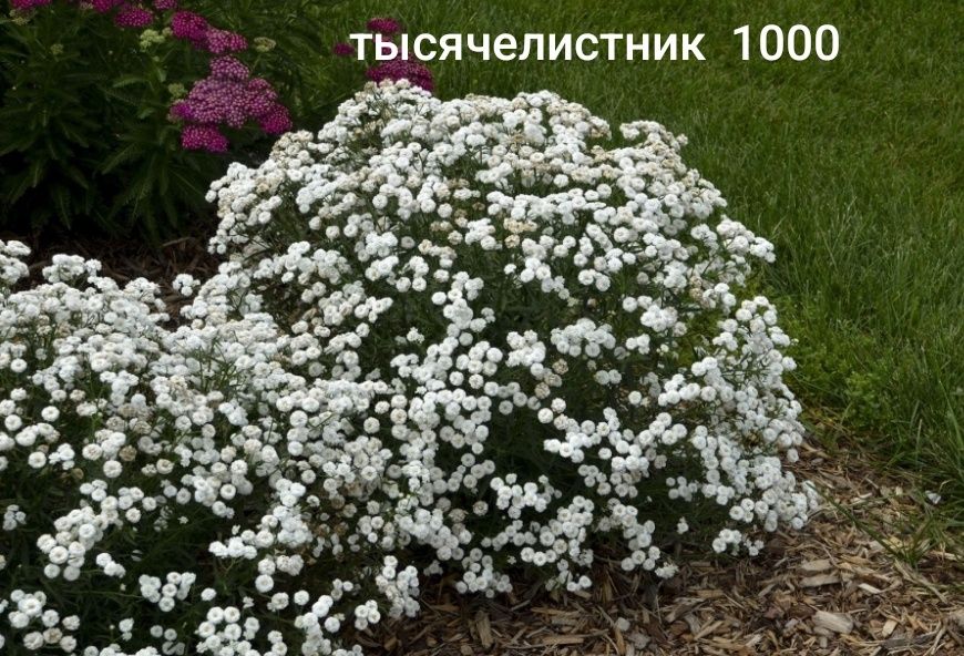 Многолетние цветы