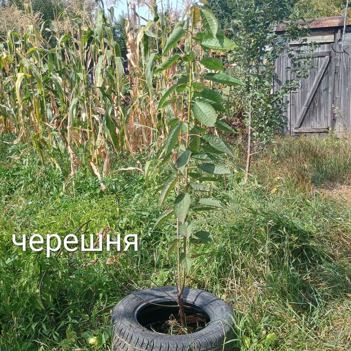 Продам дачу 19 маршрут