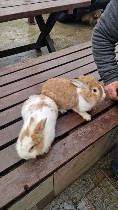 Iepuri femele /masculi mini-ferma