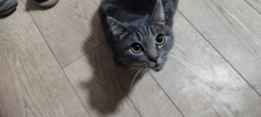 Отдам кота в хорошие руки