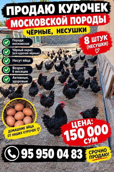 Куры несушки вес по 2 кг и выше