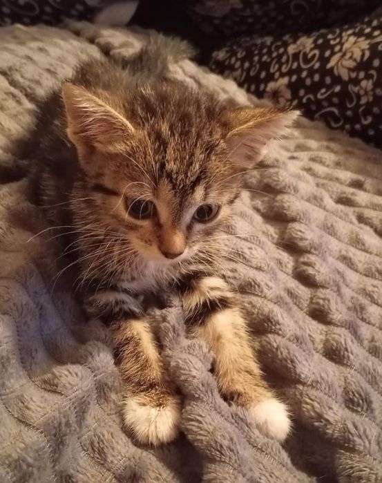отдам котят бесплатно