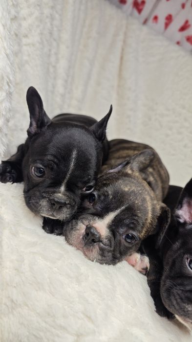 Щенки французского бульдога