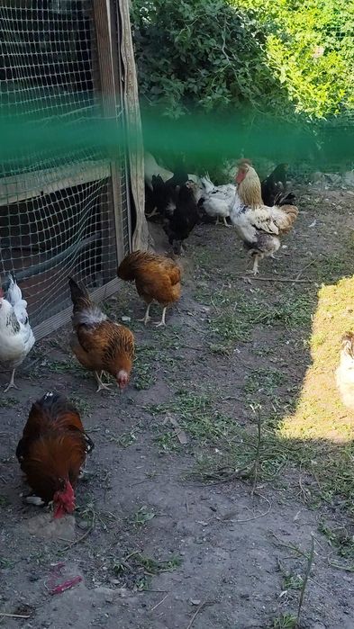 Куры петухи семья