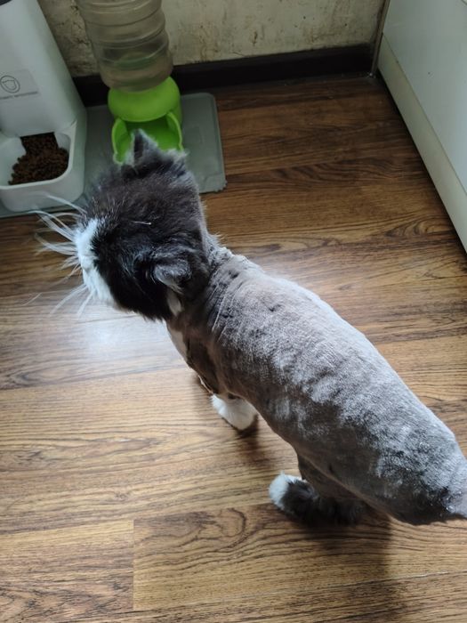 Персидская кошка ищет дом